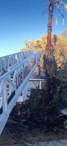 Ladder Truck with firefighters removing burn palms from a tree
