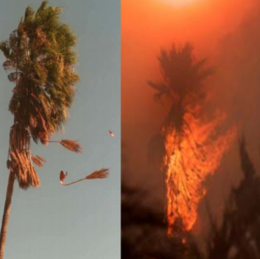 Palms and Wildfires and AB3074