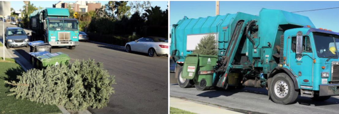 Image on left shows christmas tree sitting by recylce bin on the right a trash truck is collecting christmas tree