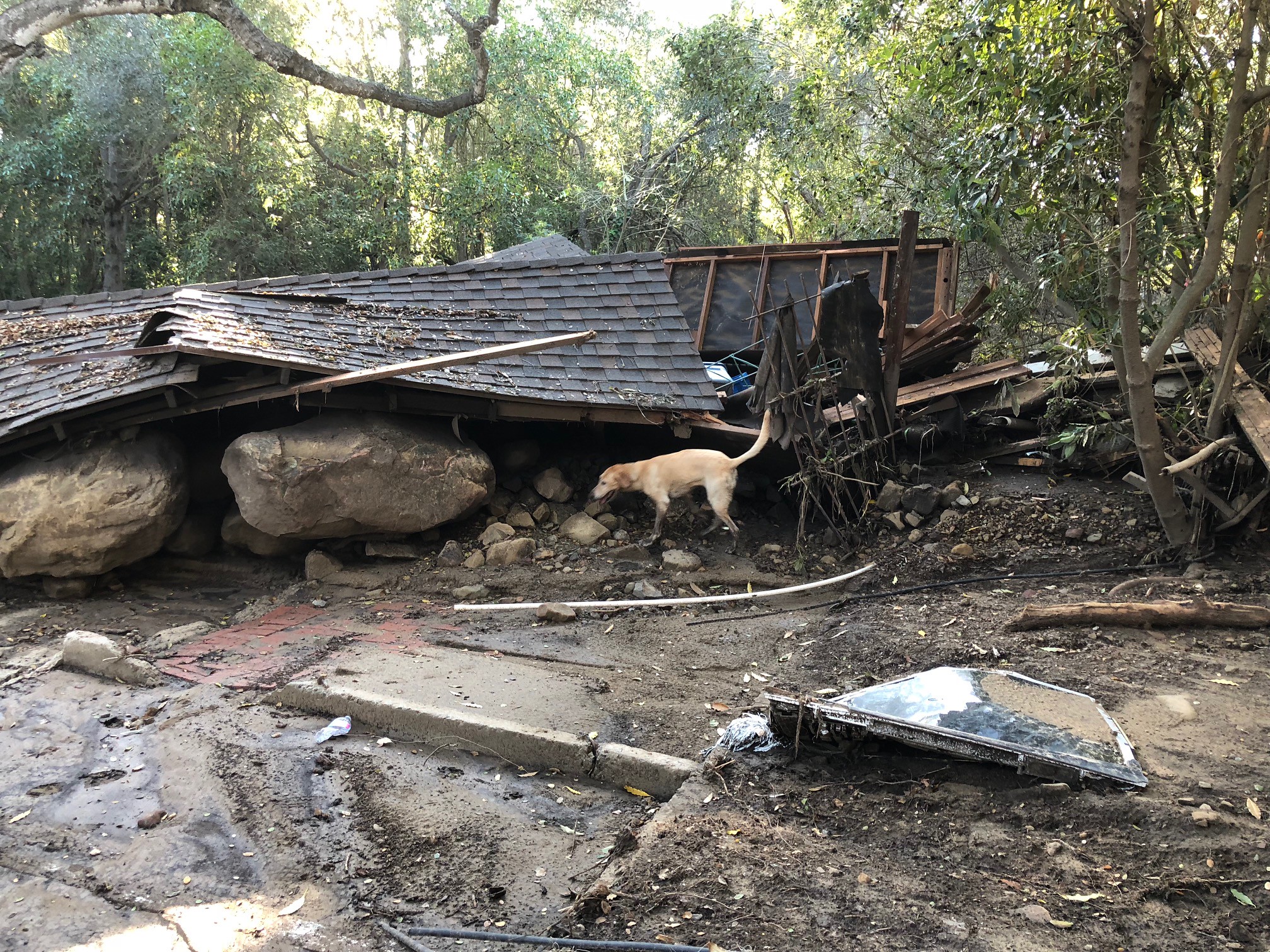 Search dog patrols collapsed house with obvious mud and debris flow surrounding the fallen structure.
