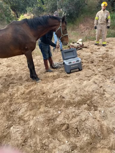 Horse standing up not injured